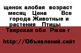 щенок алобая .возраст 1 месяц › Цена ­ 7 - Все города Животные и растения » Птицы   . Тверская обл.,Ржев г.